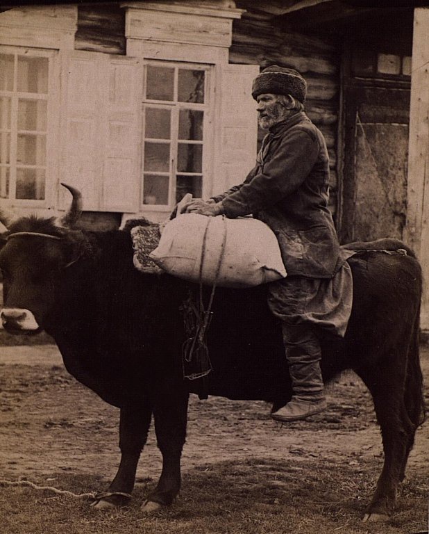 Перевозка клади на быке, 1870 - 1889, Якутская обл.. Русские.Выставка «В фотообъективе Кунсткамеры: повседневность» с этой фотографией.