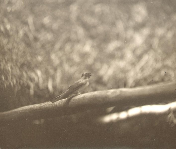 Без названия, 1930 год. Выставка «Птицы» с этой фотографией.&nbsp;