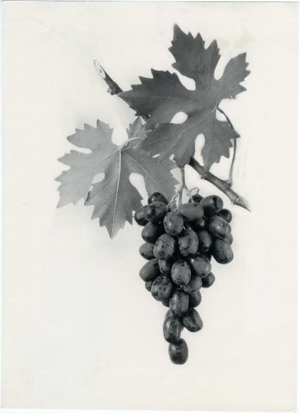 Виноград сорт «Победа», 1955 год. Выставка «Food фотография» с этим снимком.