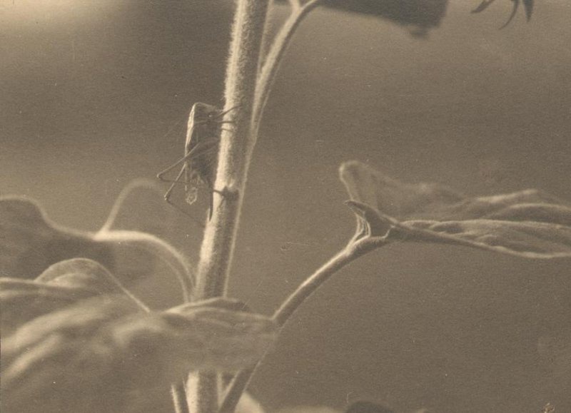 Без названия, 1930 год. Выставки&nbsp;«10 фотографий с насекомыми»&nbsp;и «Лучшие фотографии Василия Улитина» с этим снимком.&nbsp;