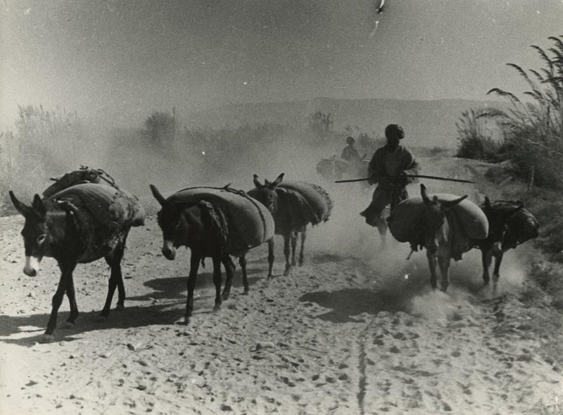 Продналог, 1930 год, Туркменская ССР. Выставка «Советская несоветская Туркмения» с этой фотографией.