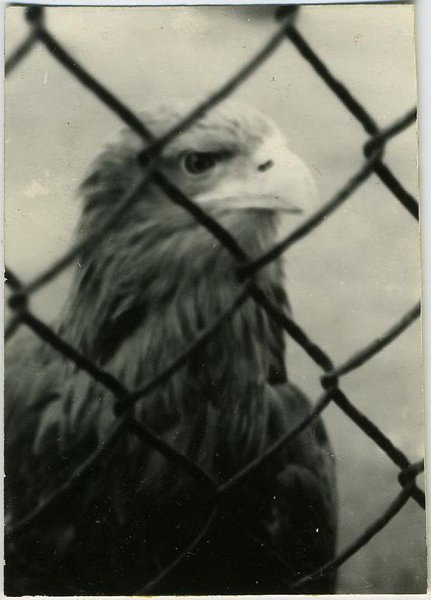 Узник, 1965 год. Выставка «Птицы» с этой фотографией.&nbsp;