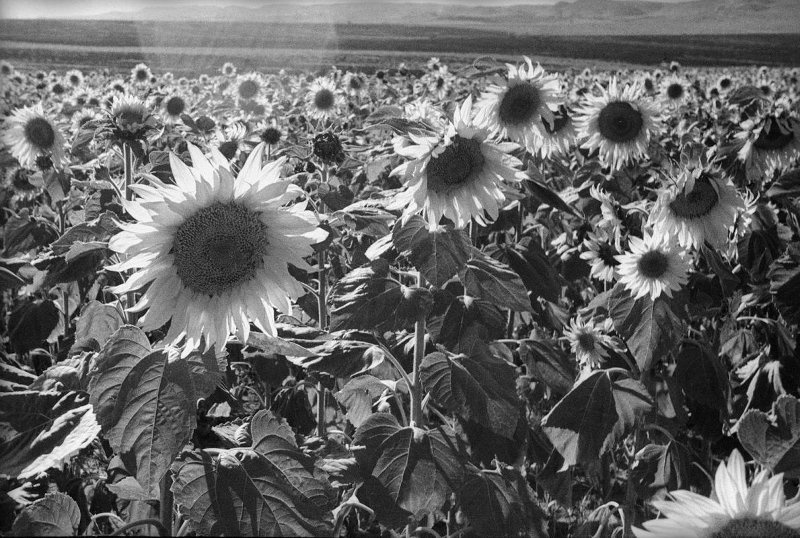 Подсолнухи. Сельские степи, 1935 год. Выставка «Солнечный цветок» с этой фотографией.