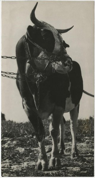Бык. Колхоз имени Сталина, 1931 год. Выставка «Фотограф Елеазар Лангман. Радикальный экспериментатор 1920–1930-х годов» с этим снимком.