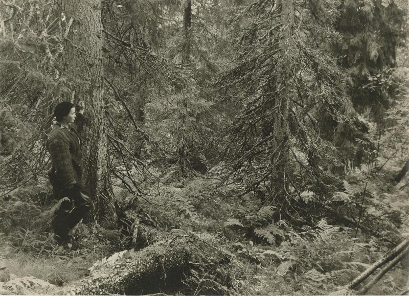 Европейская еловая тайга, 1930-е. Выставка «Двойной портрет: человек и природа» с этой фотографией.&nbsp;