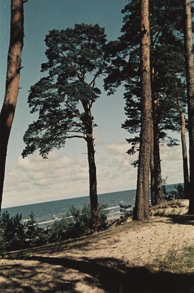 Сосны на берегу, 1952 год, Латвийская ССР, г. Юрмала, Дзинтари. Выставка «1932-й. До и после. Родченко» с этой фотографией.