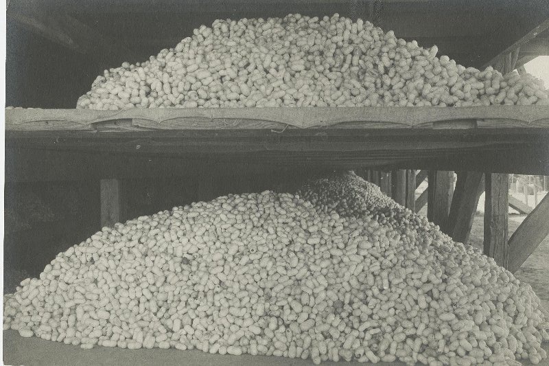 Урожай картофеля, 1929 - 1930, Узбекская ССР. Видео «Царицы полей» с этой фотографией.