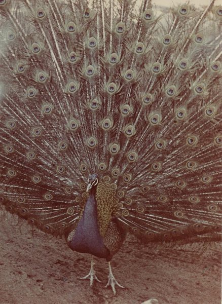 Павлин, 1960-е. Выставка «Птицы» с этой фотографией.&nbsp;