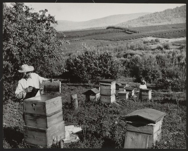 На пасеке. Горно-Алтайский опорный пункт садоводства, 1974 год, Горно-Алтайская АО. Выставка «Пчелы и ульи» с этой фотографией.&nbsp;