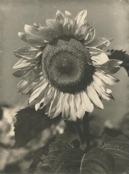 Подсолнух, 1950-е. Выставка «Солнечный цветок» с этой фотографией.