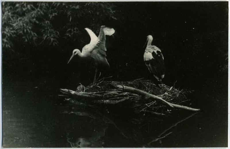 Аисты, 1960 - 1979. Выставка «Птицы» с этой фотографией.&nbsp;