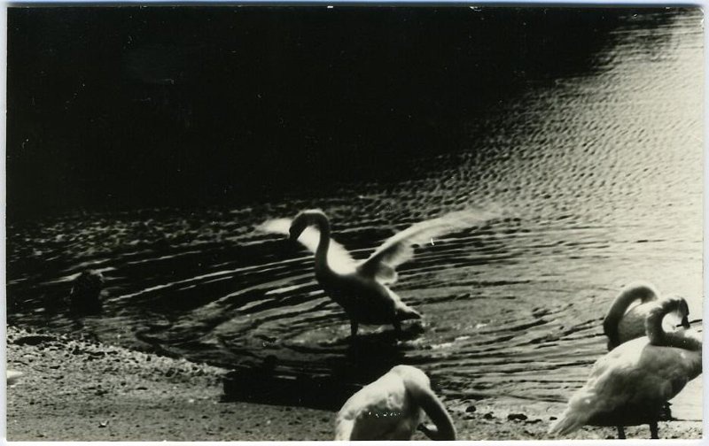 В зоопарке, 1969 год. Выставка «Лебединая песня» с этой фотографией.&nbsp;