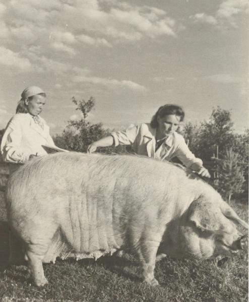 «Дадим стране больше свиней», 1950-е, Московская обл.. Выставка «И все это в Подмосковье», видеовыставка «80-летие ВДНХ. "Тотальная инсталляция"» с этой фотографией.
