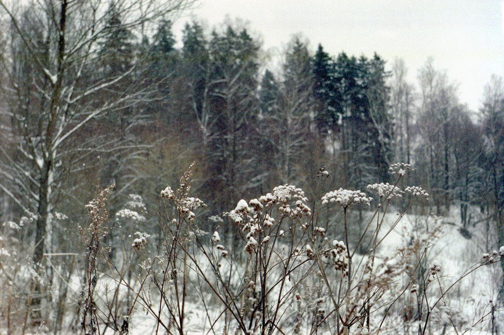 Деревня зимой, февраль 1999, Калужская обл., Тарусский р-н, с. Барятино. Выставка «Лес» с этой фотографией.