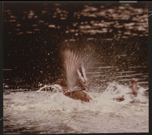 Взлет утки из воды, 1980-е. Видео «Агния Барто»&nbsp;и выставка «Птицы» с этой фотографией. 