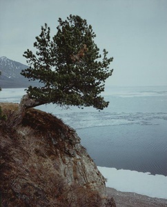 Озеро Байкал. Сосна на горе, 1980-е, Иркутская обл., о. Байкал