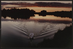 На озере плывущий лебедь, 1980-е. Выставка «Лебединая песня» с этой фотографией.&nbsp;