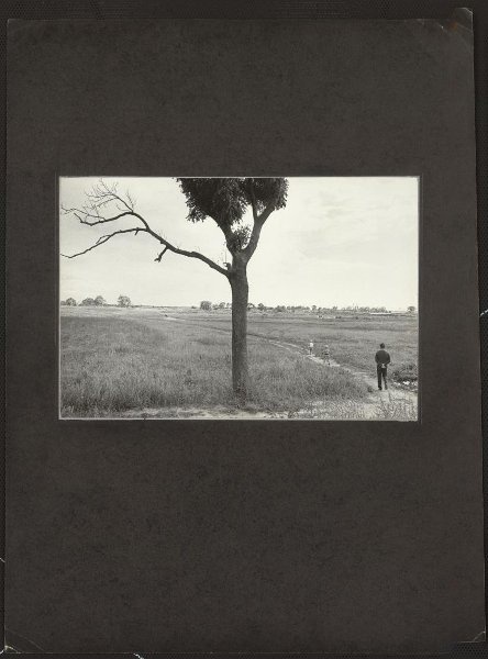 Старое дерево, 1984 год. Выставка «Проект "Дерево"» с этой фотографией.