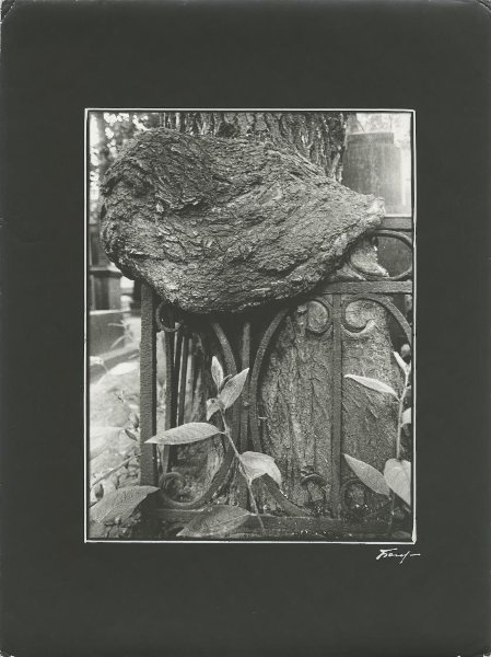 «Время». Триптих из цикла «Городские деревья», 1970-е, г. Ленинград. № 3.&nbsp;Выставка «Проект "Дерево"» с этой фотографией.