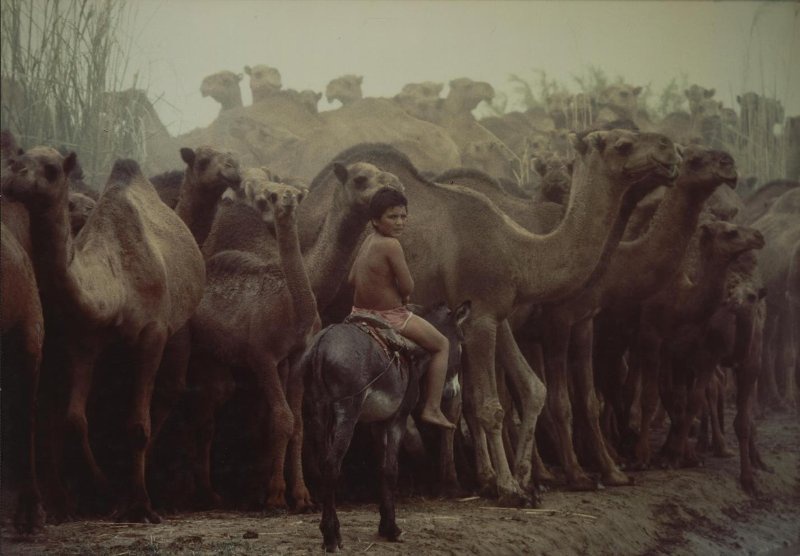 12-летний пастушок, 1984 год, Туркменская ССР. Выставка «Пастухи» с этой фотографией.&nbsp;