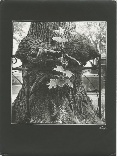 «Время». Триптих из цикла «Городские деревья», 1970-е, г. Ленинград. № 2.&nbsp;Выставка «Проект "Дерево"» с этой фотографией.