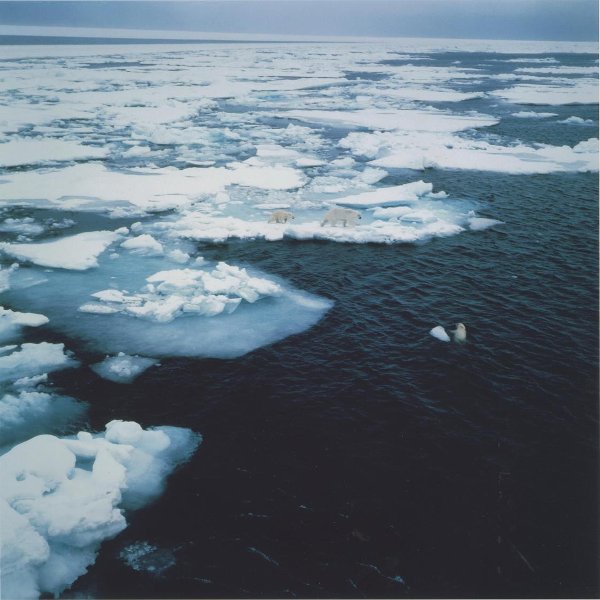 Белые медведи в Карском море, 1983 год. Из серии «Арктика».Выставка «Дикие животные России» с этой фотографией.