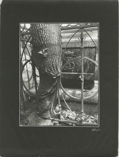 «Время». Триптих из цикла «Городские деревья», 1970-е, г. Ленинград. № 1.&nbsp;Выставка «Проект "Дерево"» с этой фотографией.