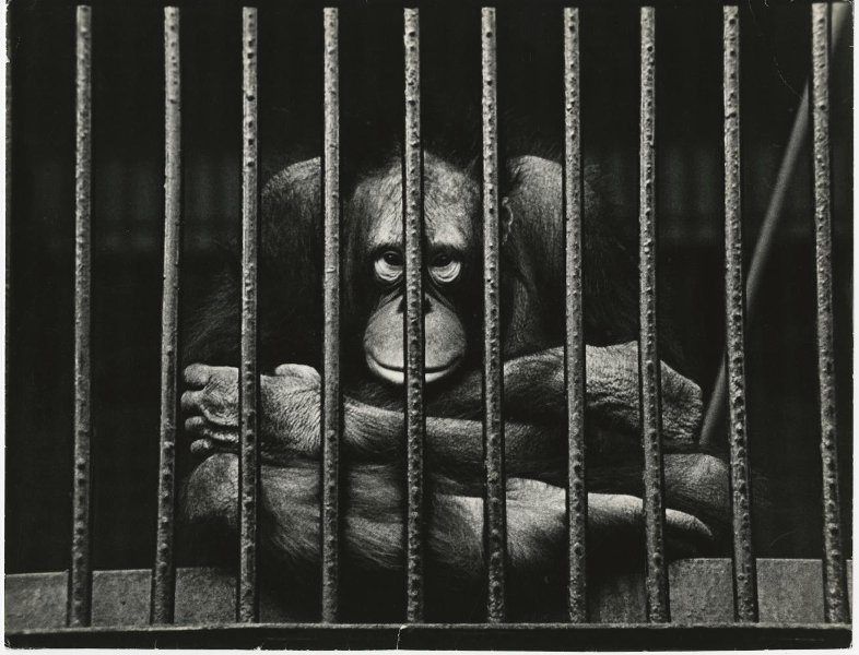 «А ты кто?» Орангутанг, 1981 год, г. Москва. Выставка «Один из старейших зоосадов Европы. Краткая история Московского зоопарка» с этой фотографией.