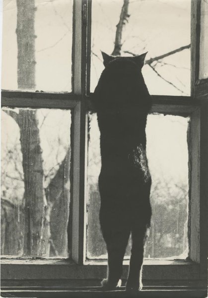 «Любопытство», 1960-е. Выставка «10 лучших фотографий кошек»&nbsp;и видео «Без кота и жизнь не та» с этим снимком.