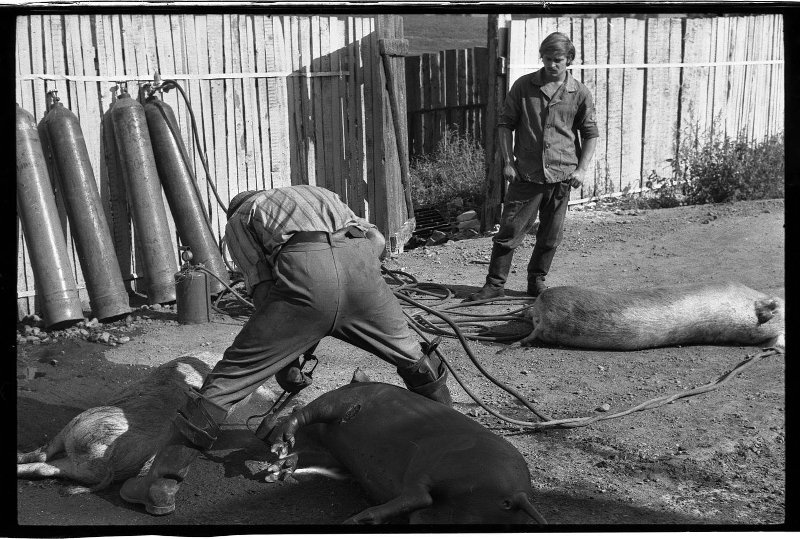 Опаливание свиной туши, 1 января 1980 - 29 июля 1982, Кемеровская обл.. Выставка «С "Лейками" по городу» с этой фотографией.