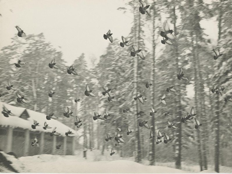 Голуби, 1960-е. Выставка «Падал прошлогодний снег» с этой фотографией.
