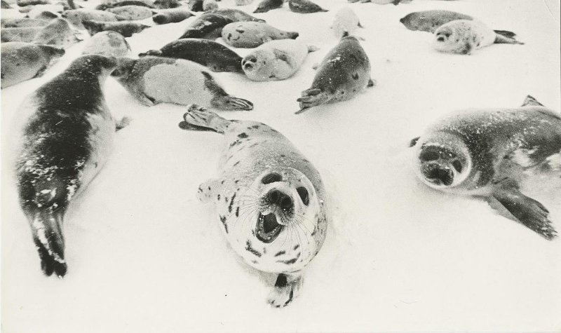 Бельки, 1970-е. Выставка «Дикие животные России» с этой фотографией.