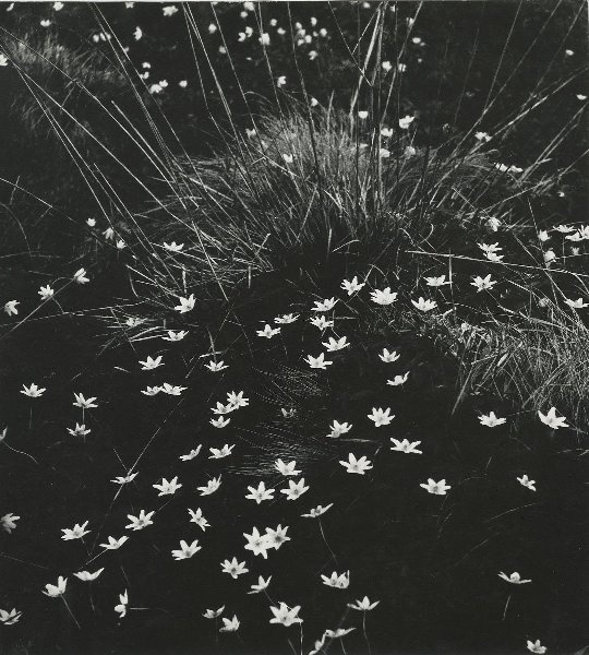 Болотные цветы, 1970-е. Выставка «Эстетика тишины» с этой фотографией.&nbsp;