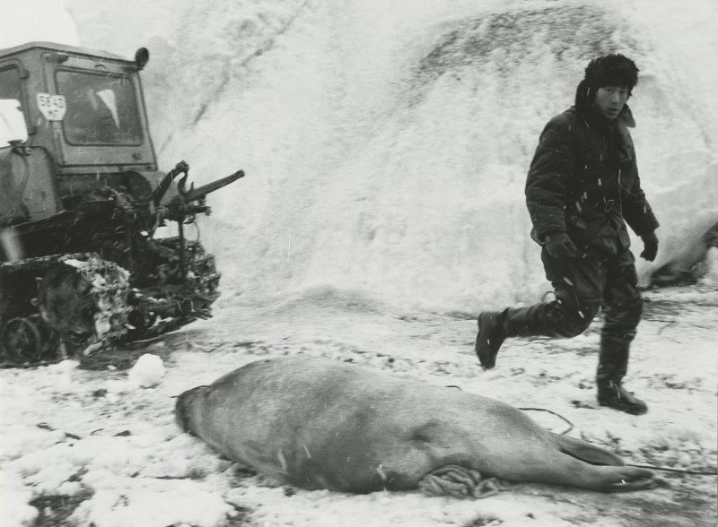 Мертвый тюлень, 1980-е