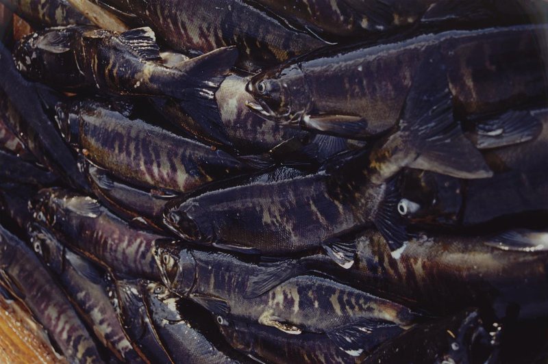 Красная рыба, 1999 год, Сахалинская обл., о. Сахалин. Выставка «99-й» с этой фотографией.&nbsp;