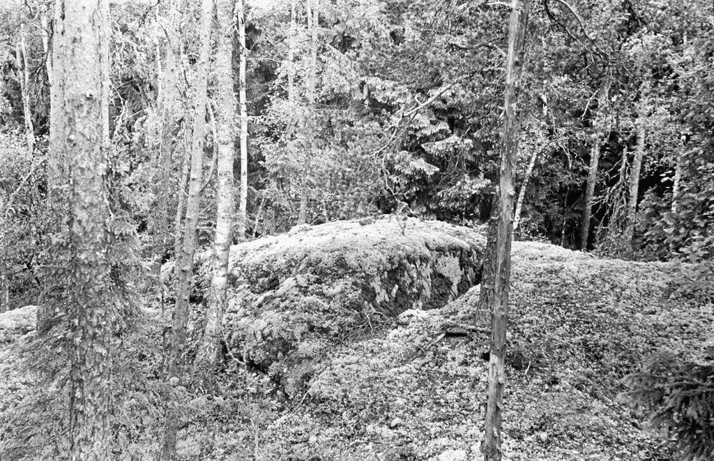 Фото "Лесные заросли", июнь - июль 1980, Карельская АССР - История ...