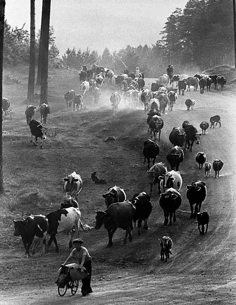 Стадо коров гонят на пастбище, 1966 год, Челябинская обл., пос. Муслюмово. Выставка «На "педальном коне"» с этой фотографией.