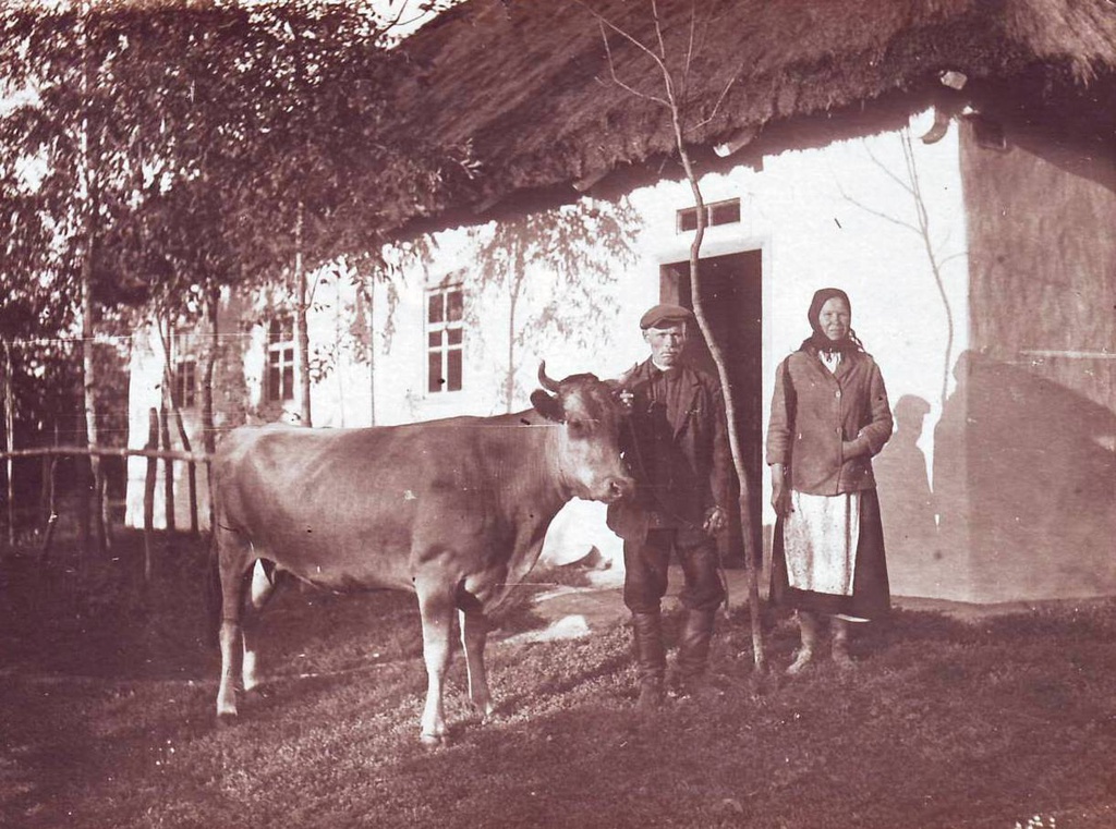 Фото "Домашняя кормилица", 15 сентября 1951, Украинская ССР, Киевская ...