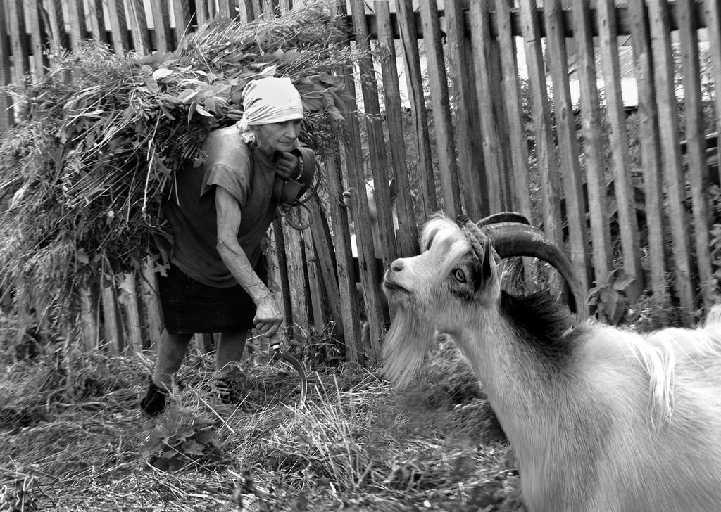«Кормилица», 1998 год, Республика Татарстан, с. Тюбяк-Чекурча. Видео «Сельское хозяйство» с этой фотографией.