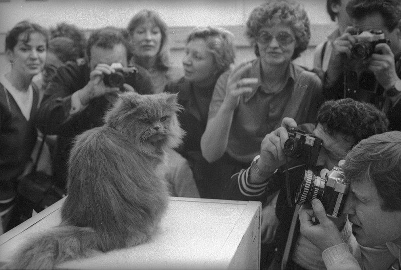 Кот-прима, 1975 - 1979. Выставка «10 лучших фотографий кошек»&nbsp;и видео «Без кота и жизнь не та» с этой фотографией.&nbsp;
