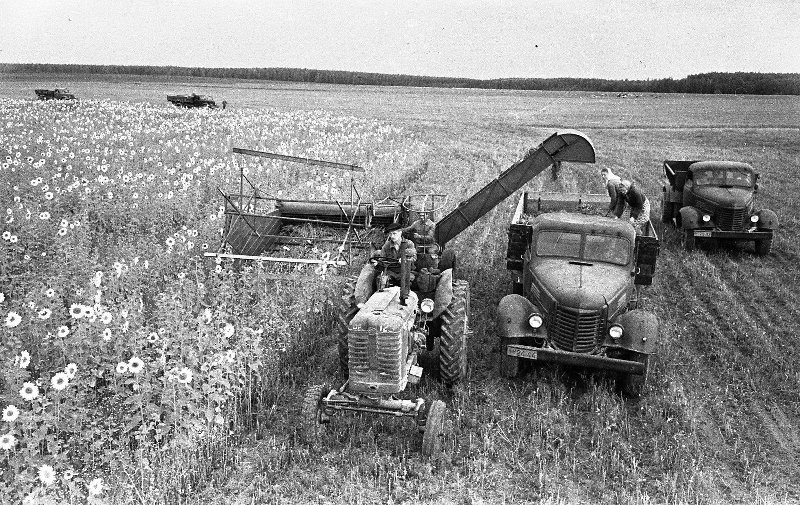 Советский колхоз. Уборка подсолнечника, 1956 - 1958, Московская обл.