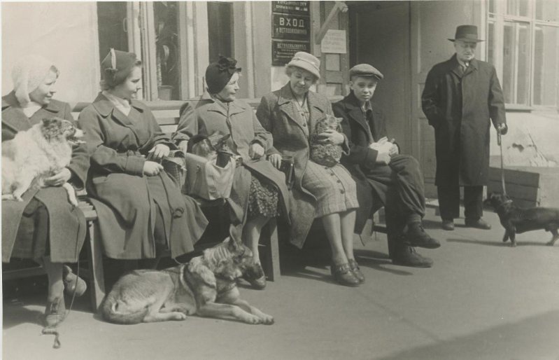 Ветеринарная больница, 1950-е. Выставка «На страже здоровья братьев наших меньших» с этой фотографией.&nbsp;
