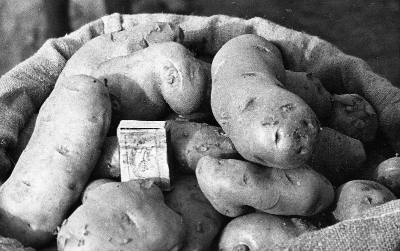 Памир. Сельское хозяйство, 1937 год, Таджикская ССР, регион Шугнан