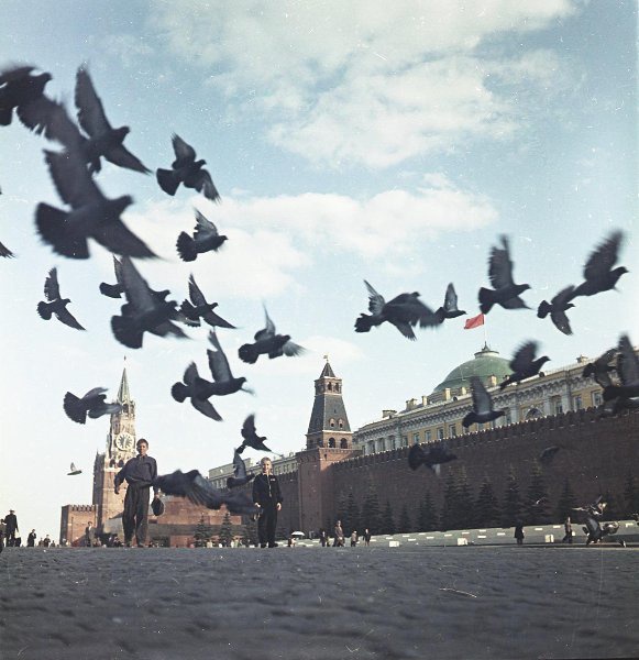 Голуби на Красной площади, 1955 - 1965, г. Москва