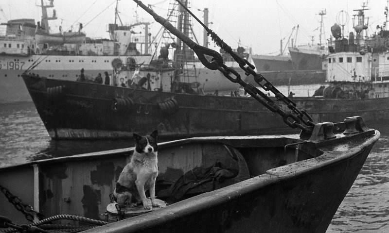 Собака на судне, 1979 год, Камчатская обл., г. Петропавловск-Камчатский. Выставка «"Там, где всегда полночь". Камчатка» с этой фотографией.&nbsp;