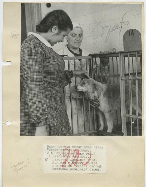 В ветеринарной клинике, 1950-е, Латвийская ССР, г. Рига. Выставка «На страже здоровья братьев наших меньших» с этой фотографией.&nbsp;