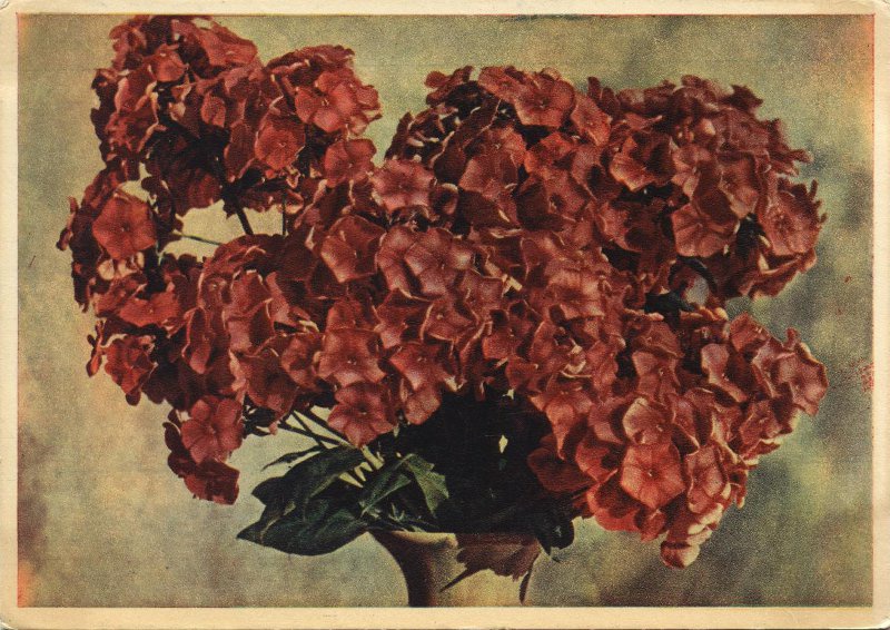 Флоксы, 1962 год, г. Москва. Выставка «Язык цветов» с этой фотографией.