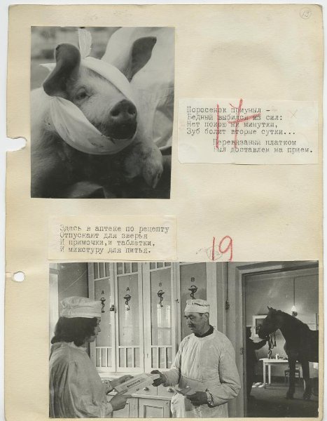 На приеме у ветеринарного врача, 1950-е, Латвийская ССР, г. Рига. Выставка «На страже здоровья братьев наших меньших» с этой фотографией.&nbsp;