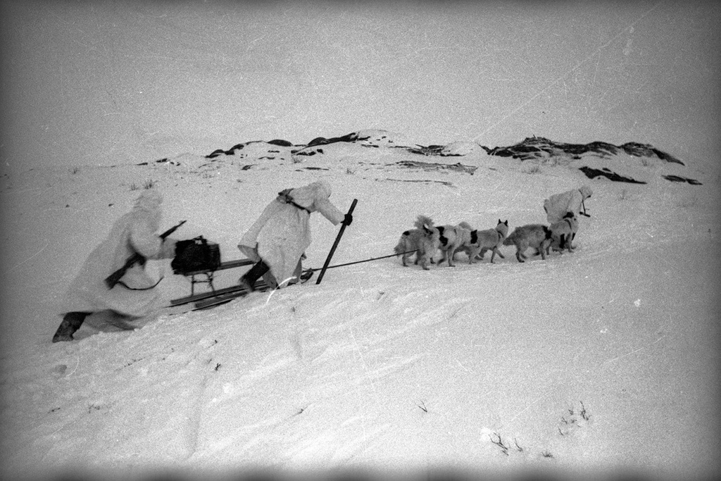 Собаки Заполярья, 1941 год, Заполярье