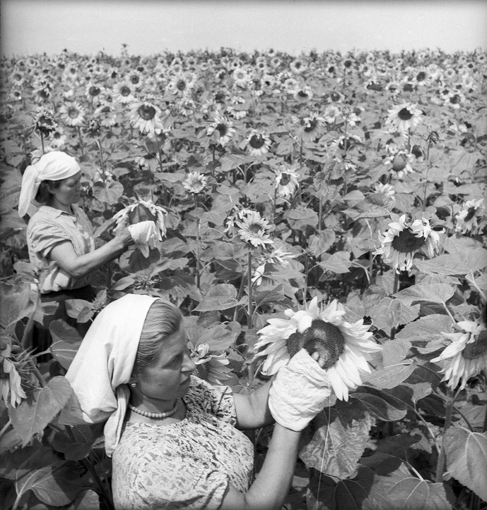 Подсолнухи, 1952 год, Украинская ССР, Полтавская обл., с. Яреськи. Выставки&nbsp;«Новый урожай» и «Сельские женщины СССР» с этой фотографией.